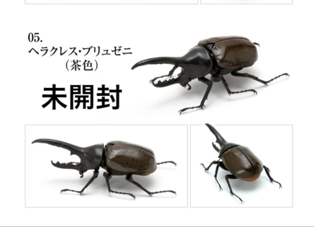 赫拉克勒斯·布鲁泽尼(棕色)甲虫01 生物大图鉴