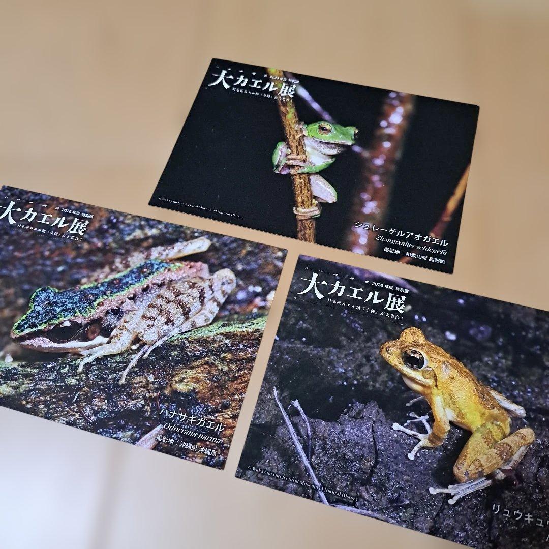 降价 全新未使用 大青蛙展 明信片 3张套装