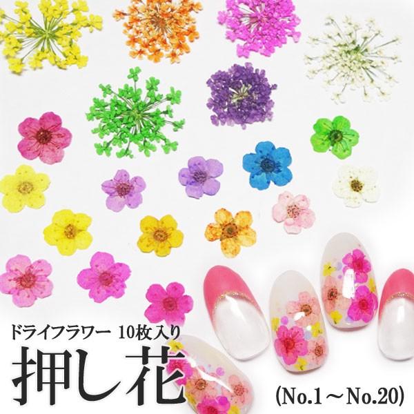 【1-20】盒装压花(干花)10片装【微缩/永生花/配件/手工/树脂/工艺/蕾丝花】