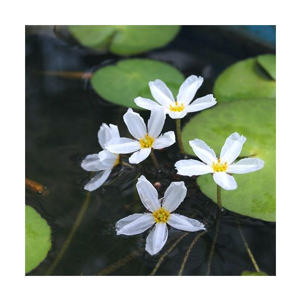 （生物栖息地）水生植物 香蕉草（花冠浮萍）（无繁殖芽）（无农药）（1盆）浮叶植物