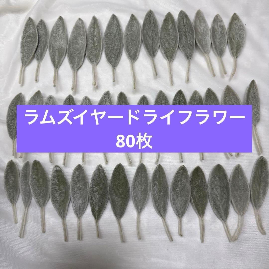 羊耳草 干花 花材 素材 叶片 80片 20号