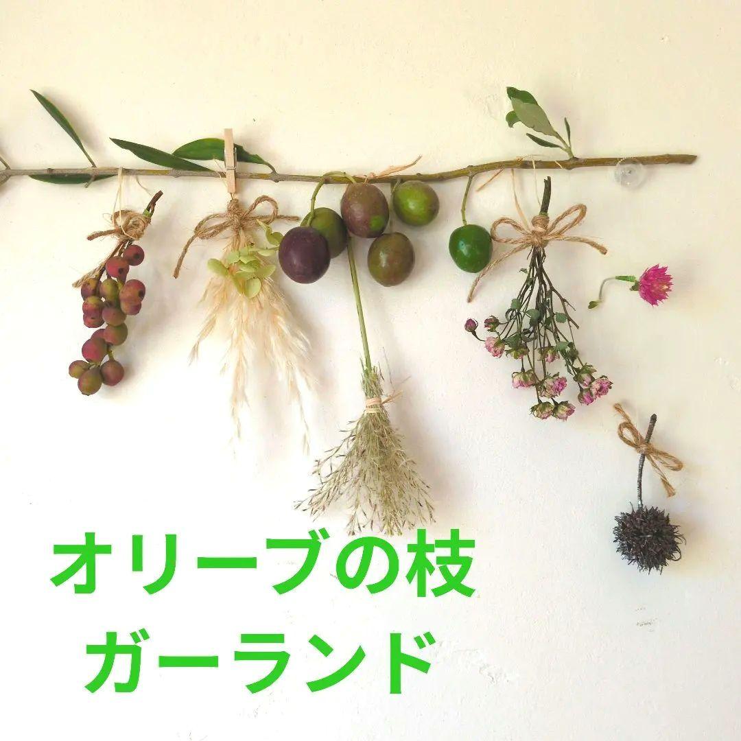 橄榄枝果实花环 干燥花 幸运扫帚 玫瑰