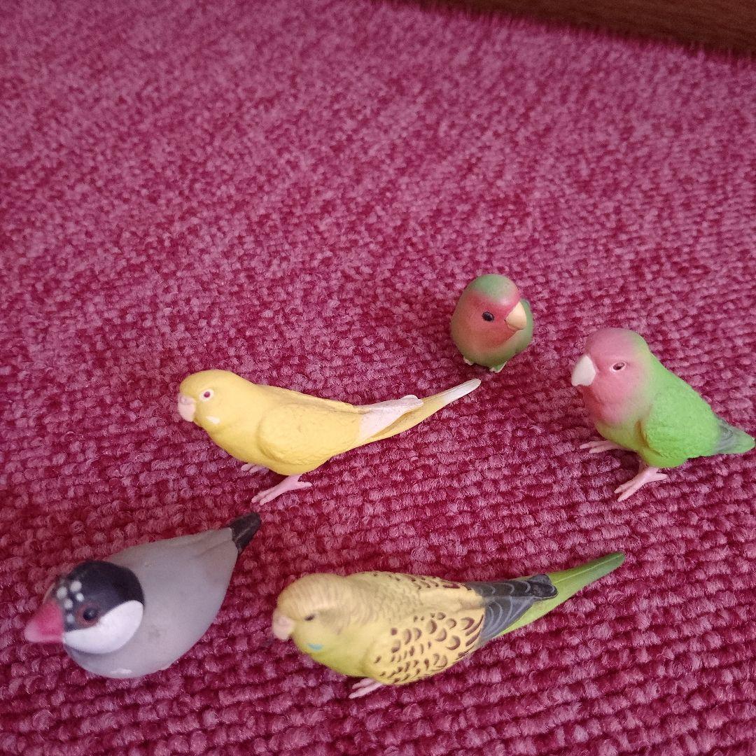 Kozakura Parakeet, Budgerigar, and Java Sparrow Figurine 5-Piece Gacha Set