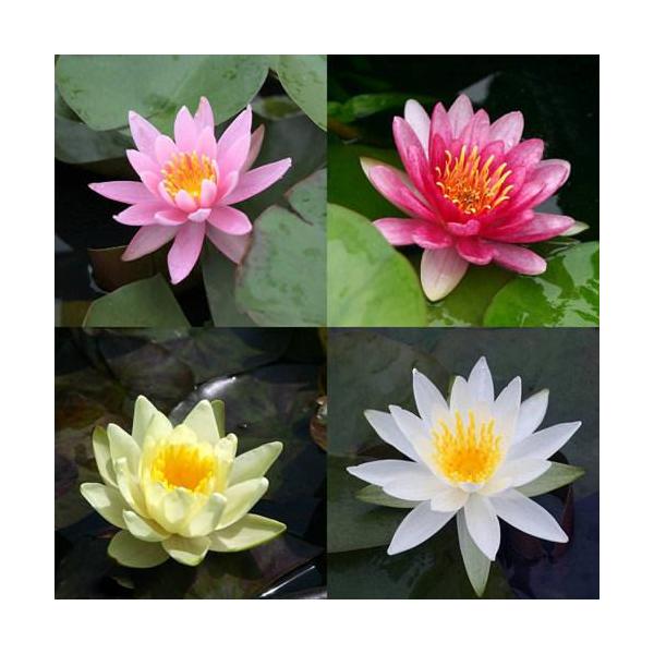 （生物栖息地）睡莲　温带睡莲（睡莲）　不指定颜色（无农药）（1盆）　品种・种类随机配送