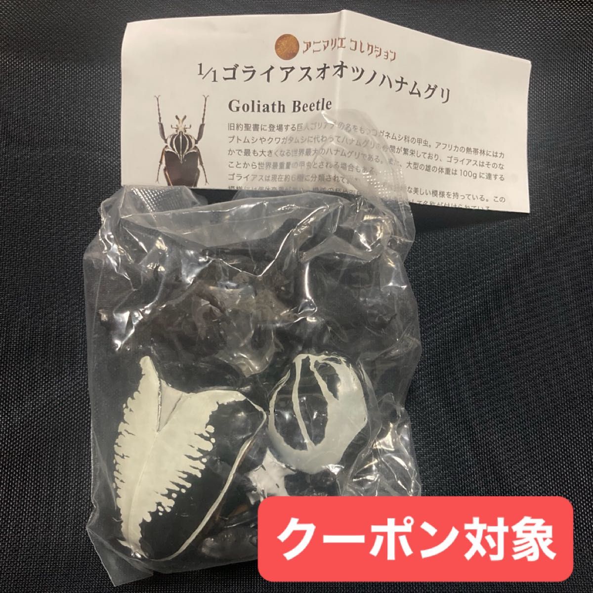 动物收藏 1/1哥利亚大角花金龟 手办 扭蛋 胶囊玩具