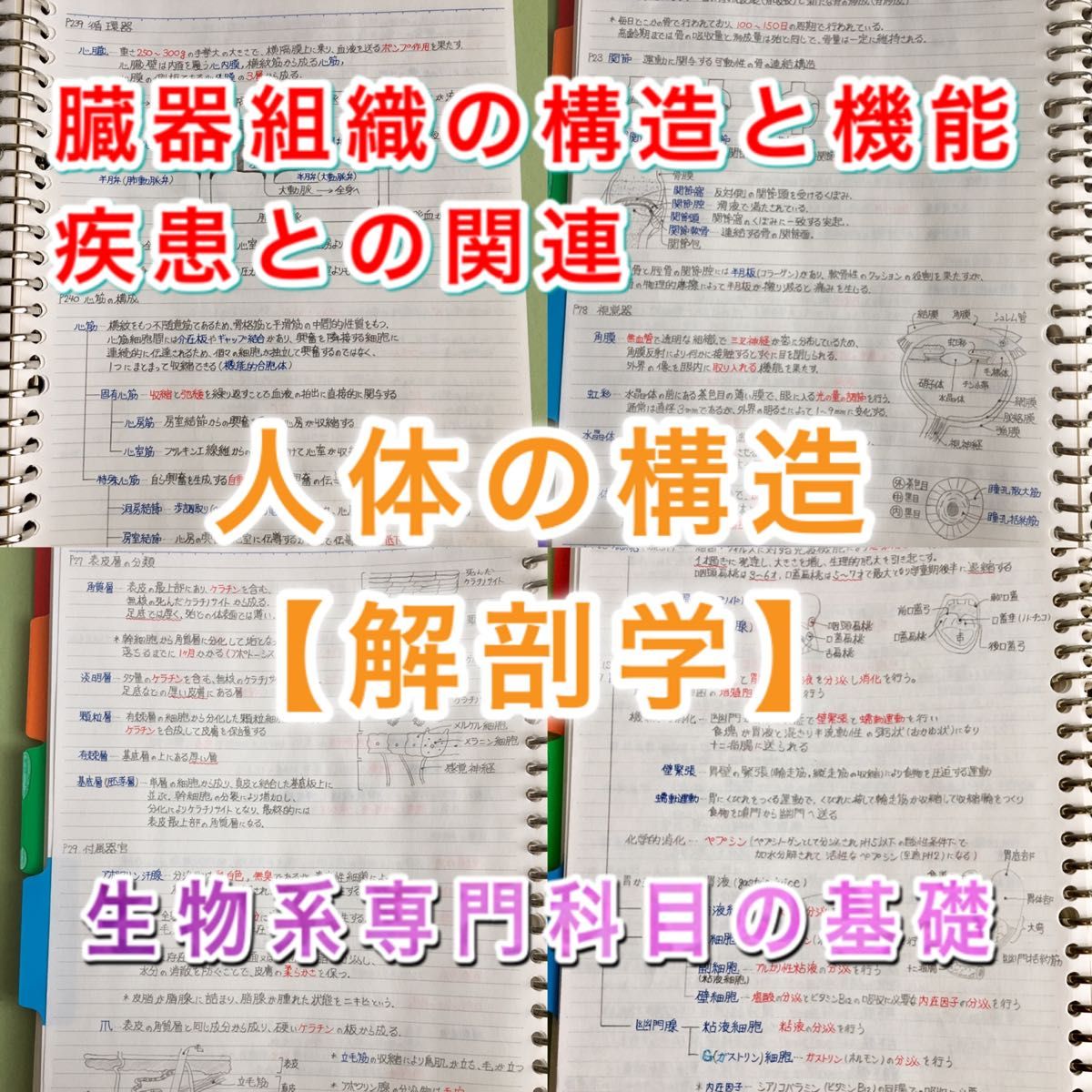 牙科医师国家考试、CBT、牙医学部定期考试对策【解剖学】总结笔记