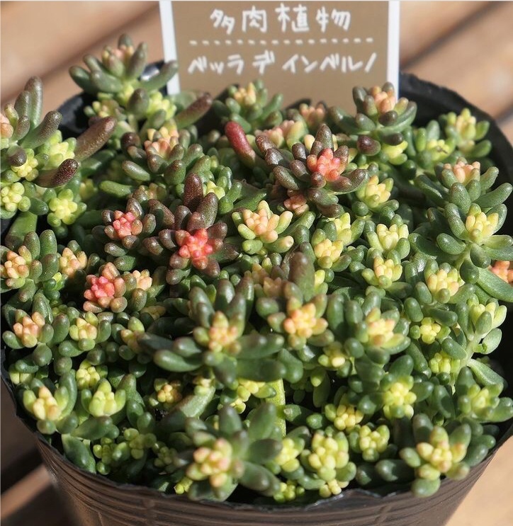 多肉植物 塞达姆 贝拉迪恩贝尔诺 切苗3段