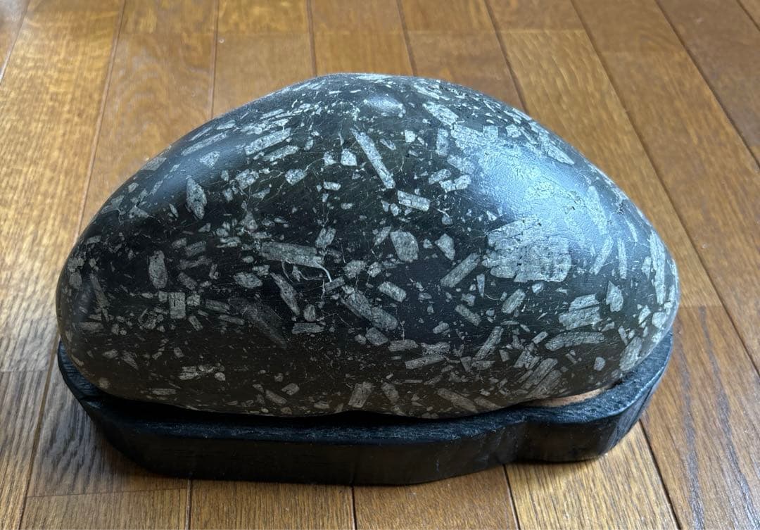锦石 青森县鲷崎产 观赏用