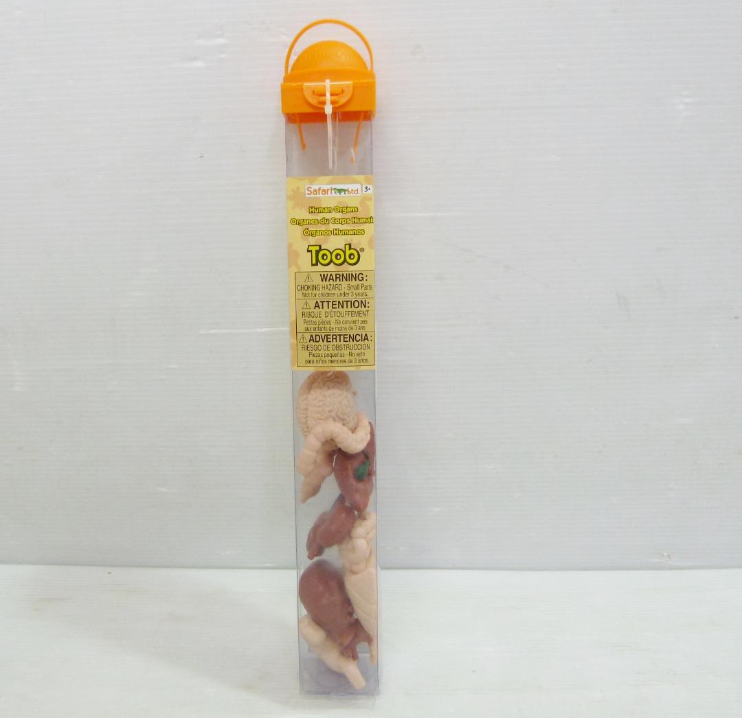 Safari Organ Figure Human Anatomy Model Internal Organs
