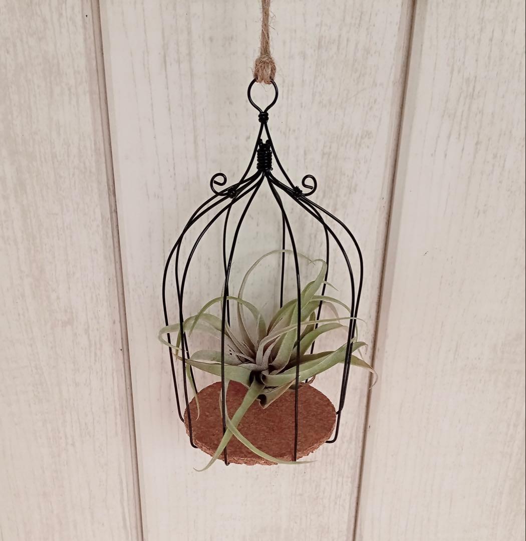 Birdcage-Style Air Plant Holder (B) Handmade Wire Craft