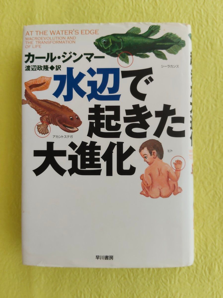 发生在水边的大进化