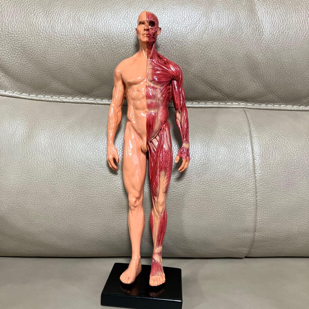 人体模型 肌肉解剖模型 手办