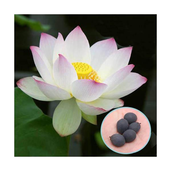(生态池)莲花 荷花种子(5粒)