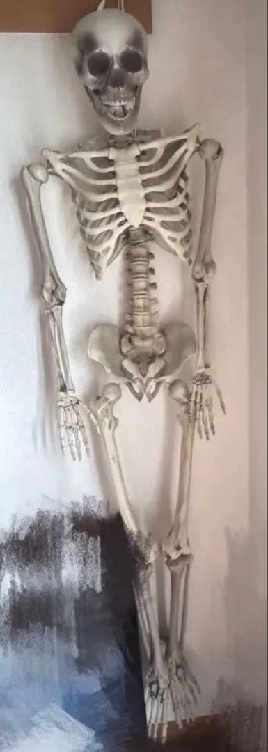 Human Body Model Full Skeleton Specimen Approx. 170cm