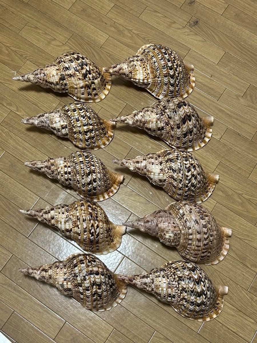 法螺贝 直径30-35cm 10个装 贝壳