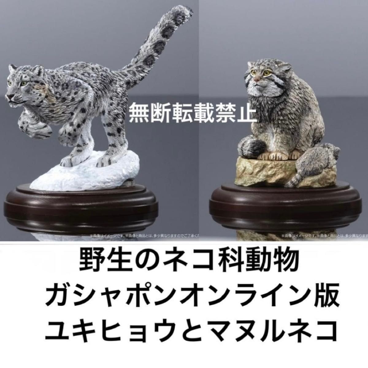 生物大图鉴野生猫科动物加沙蓬在线版雪豹和马努尔猫