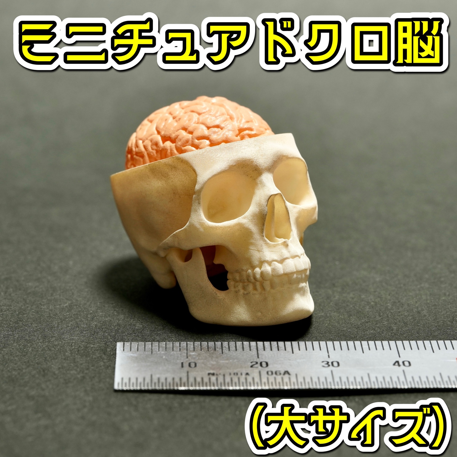 骷髅与大脑迷你模型（大号） 骷髅 头骨 骷髅头 恐怖 万圣节