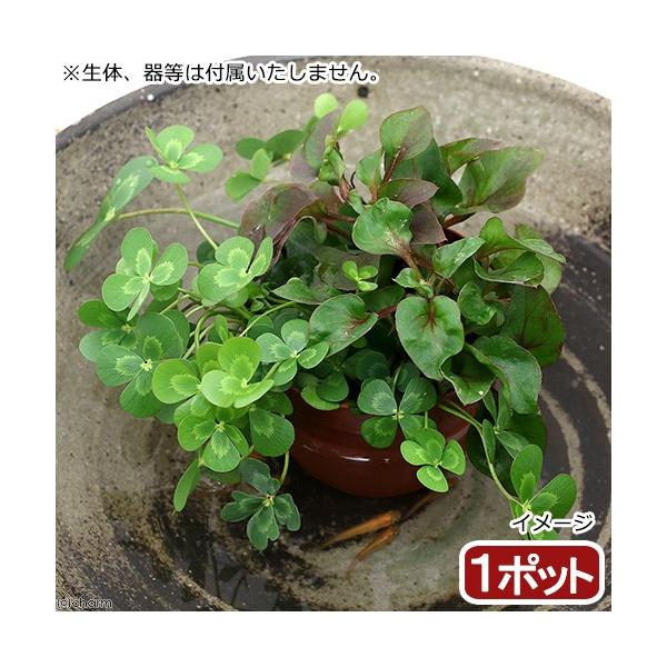 (生物栖息地)水生植物 也可放入斑马鱼盆中的水生植物 穆奇卡与阿尔塔红的组合种植(无农药)(1盆)(阿尔塔刚扦插)
