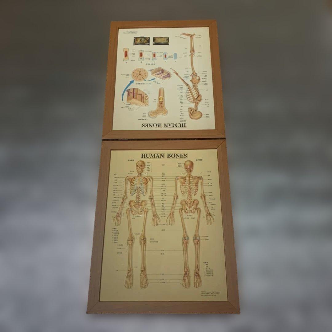 人体骨骼模型 HUMAN BONES 医学挂图　人体百科半立体加工　3D支架