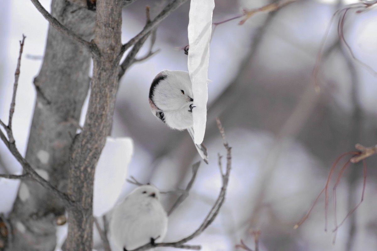 #7837 Photo of Long-tailed Tit 2L Size