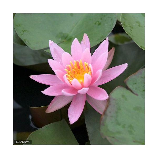 (生物栖息地)睡莲 温带睡莲(睡莲) 桃色(无农药)(1盆)