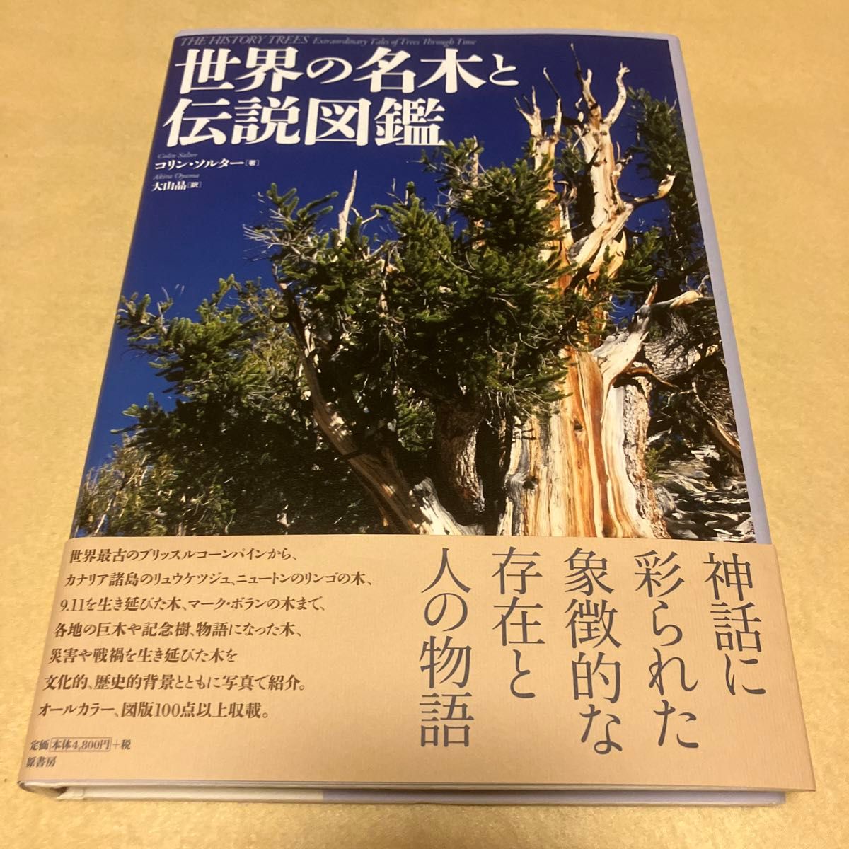 世界名木与传说图鉴/科林索尔特/大山晶