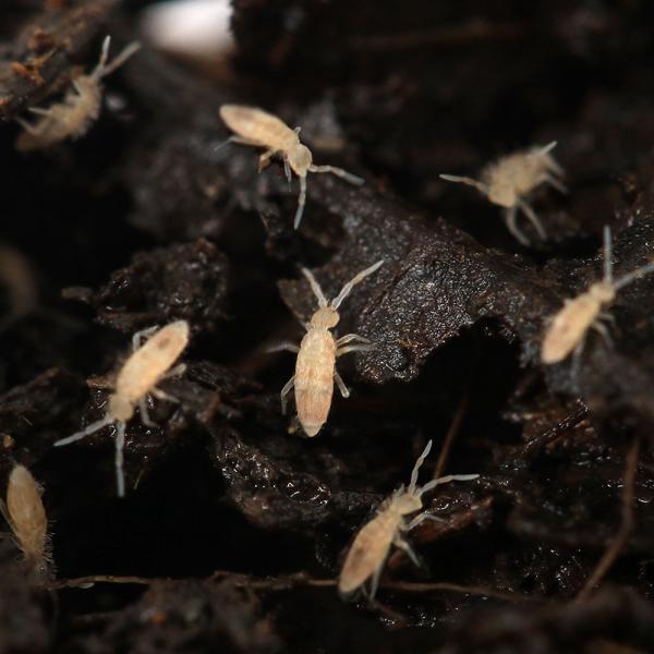（生餌）死着保証なし　トビムシｓｐ．　Ｓサイズ　１カップ　活餌