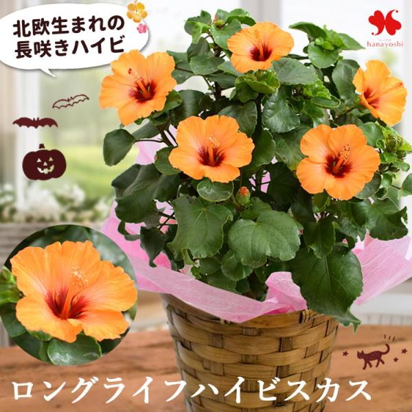 Morihiro Engei Seasonal Potted Flower Long-Lasting Hibiscus Petit Orange 5-Inch Pot Flower Potted Plant Potted Flower Gift Present Rare Halloween Interior