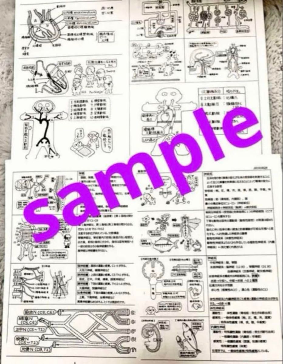护士国家考试备考·解剖学·循环系统资料·汇总·课前学习·护理便签笔记