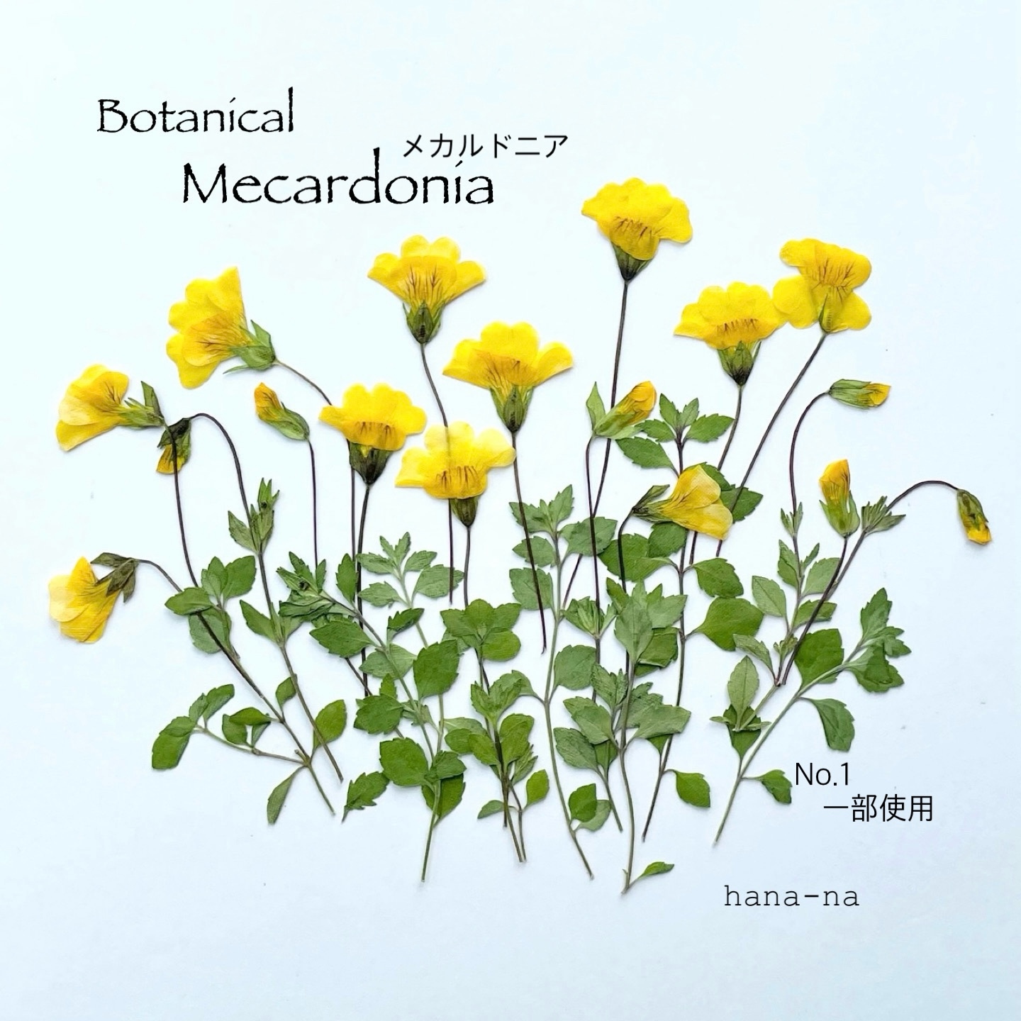 🌼梅卡尔多利亚 * 压花