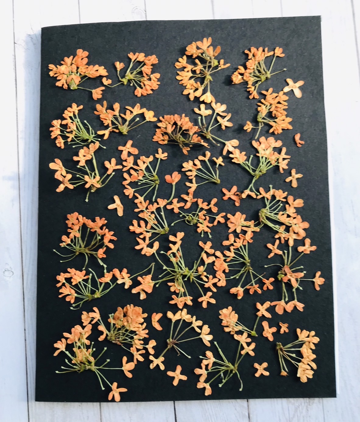 桂花压花 干花 每人限2片