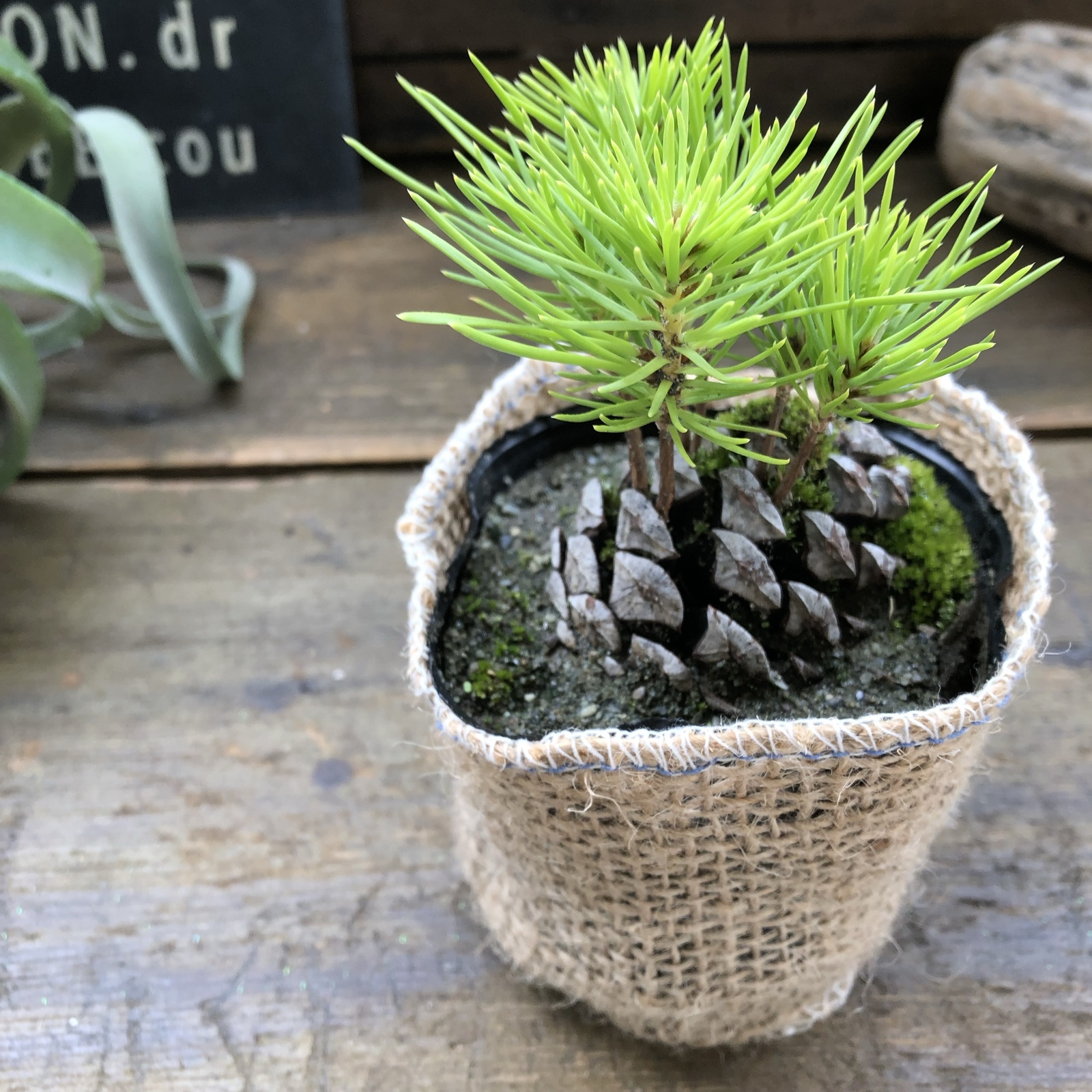 【松っくりく】♡黑松♡敬老日♡盆栽♡观叶植物♡巴黎人