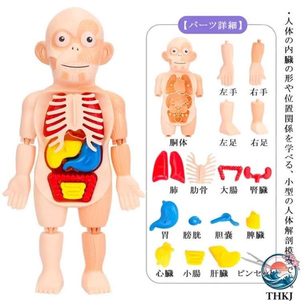 益智玩具人体拼图人体模型人体解剖模型身体人体解剖模型躯干解剖模型内脏器官组装儿童