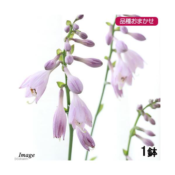 (Mountain and Field Plants) Hosta (Hosuba) Assorted Variety 3-4 Inch (1 Pot) (Dormant State)