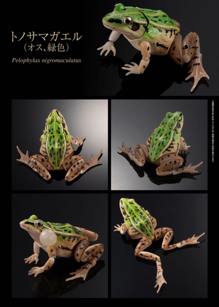 生物大图鉴高级版 绿蛙 雄性 绿色 手办