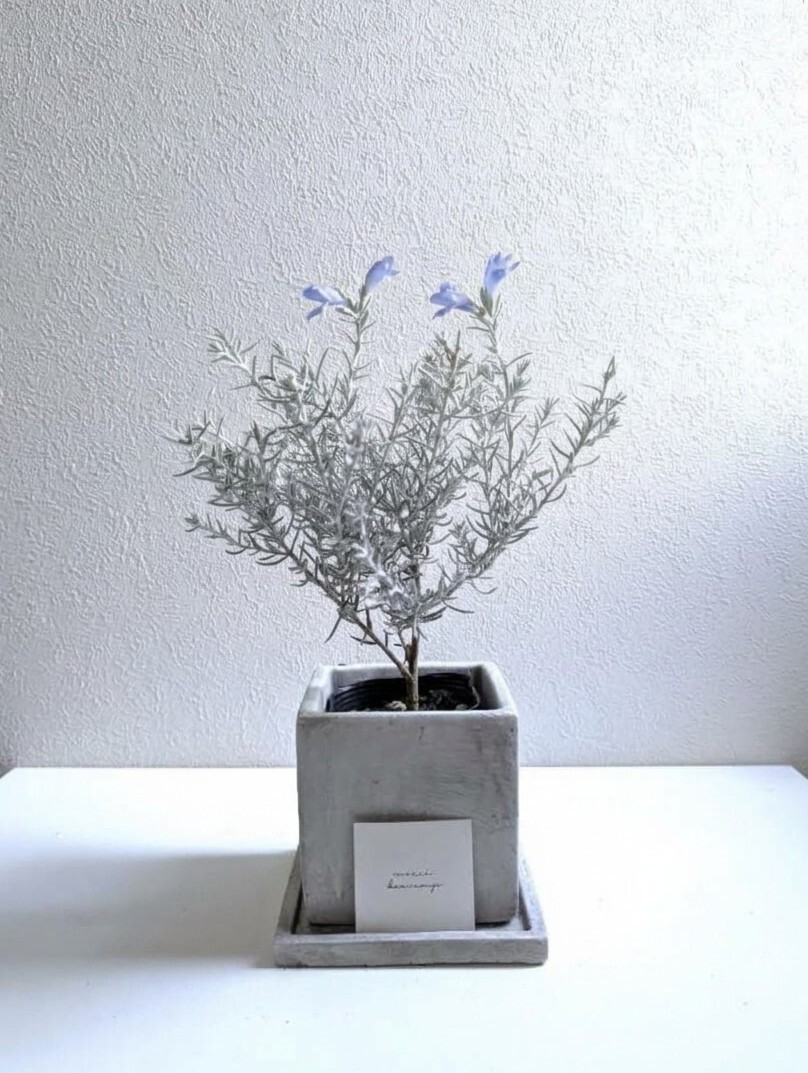 ●数量限定● 美丽的银白色叶片与晶莹剔透的浅紫色花朵 “埃勒莫菲拉 方形花盆/托盘套装” 观叶植物 时尚 室内绿植 灰色 花卉 北欧风 礼品